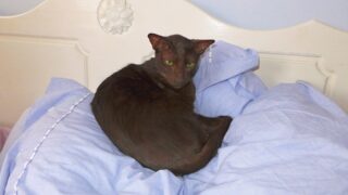 gato habana brown