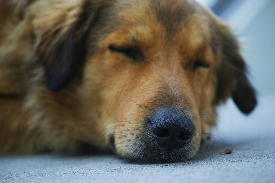 perrito