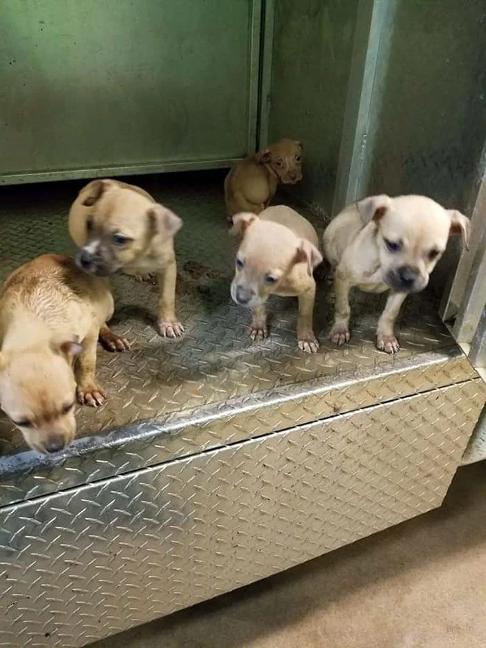 5 cachorros rescatados