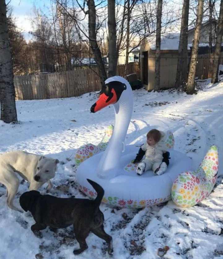 Adalynn y sus perros Adalynn y sus perros