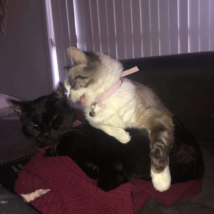 Alesana y Sen Alesana y Sen