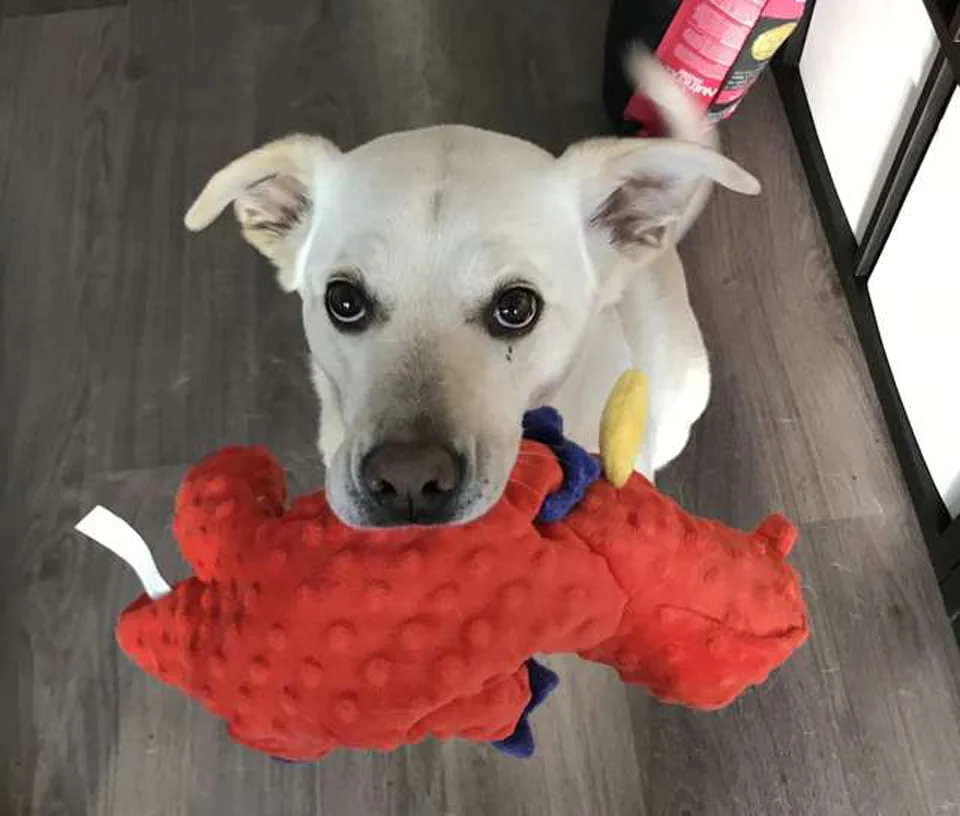 Perrito amigable trae su juguete a cada invitado que visita su casa 1 Atlas y su juguete
