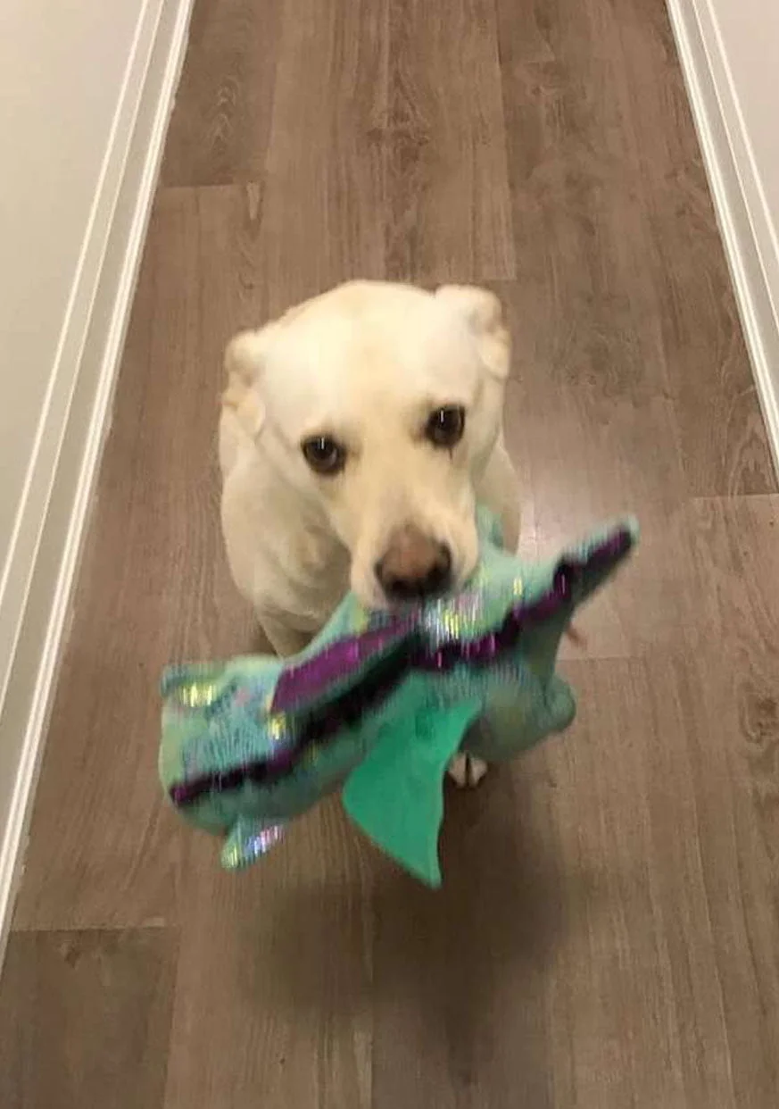 Perrito amigable trae su juguete a cada invitado que visita su casa 4 Atlas y su peluche