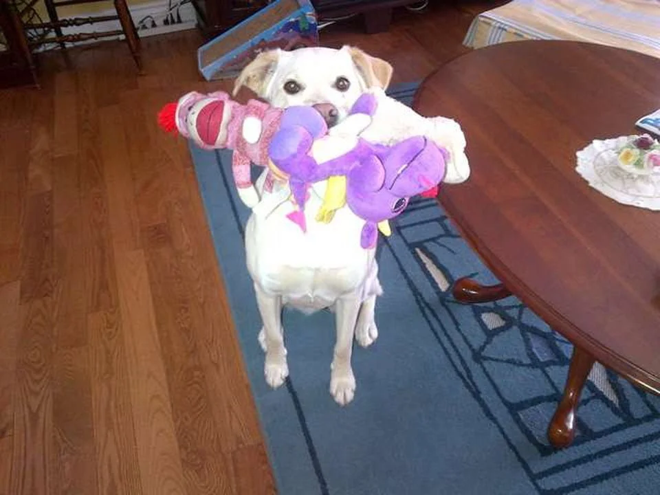Perrito amigable trae su juguete a cada invitado que visita su casa 2 Atlas