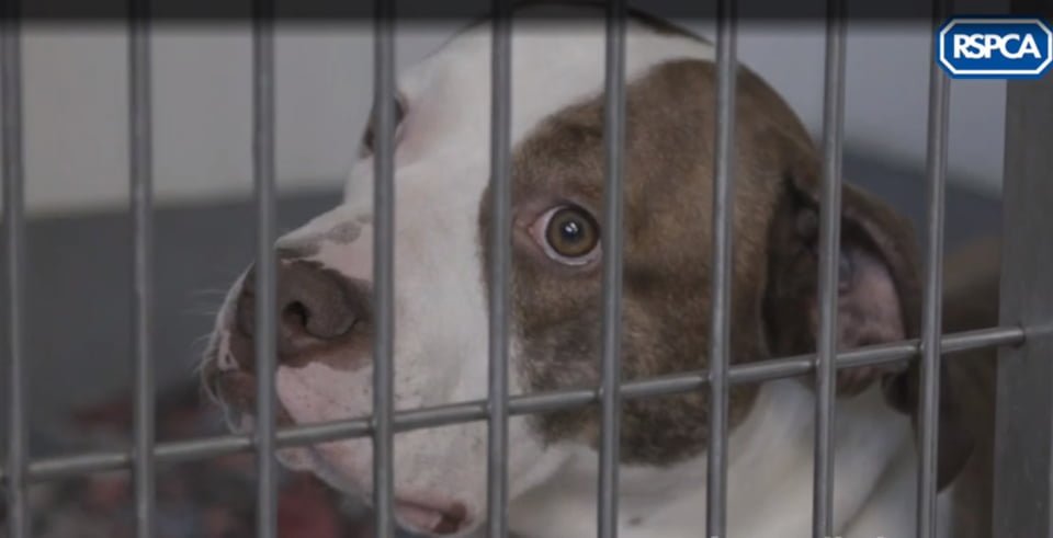 Perrito feliz y amigable es sacrificado por la forma en que se ve, debido a una ley absurda 7 Bailey fue sacrificada