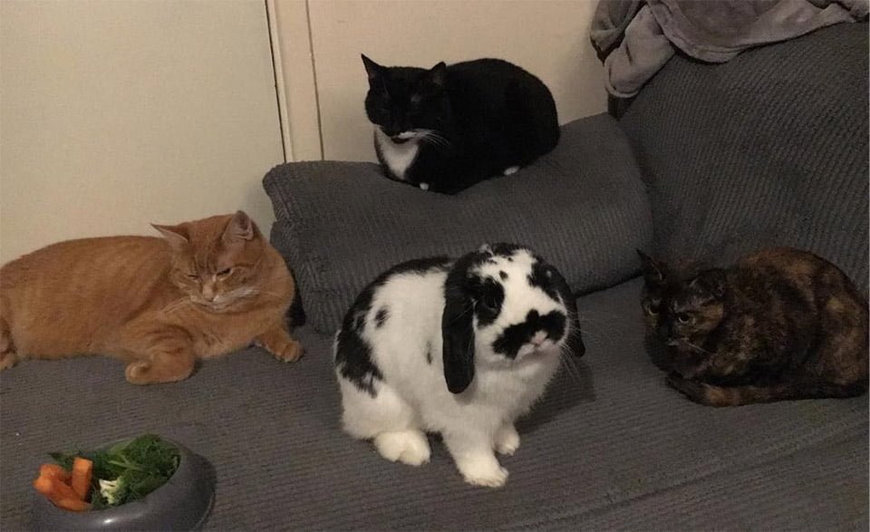 Beau y sus hermanos