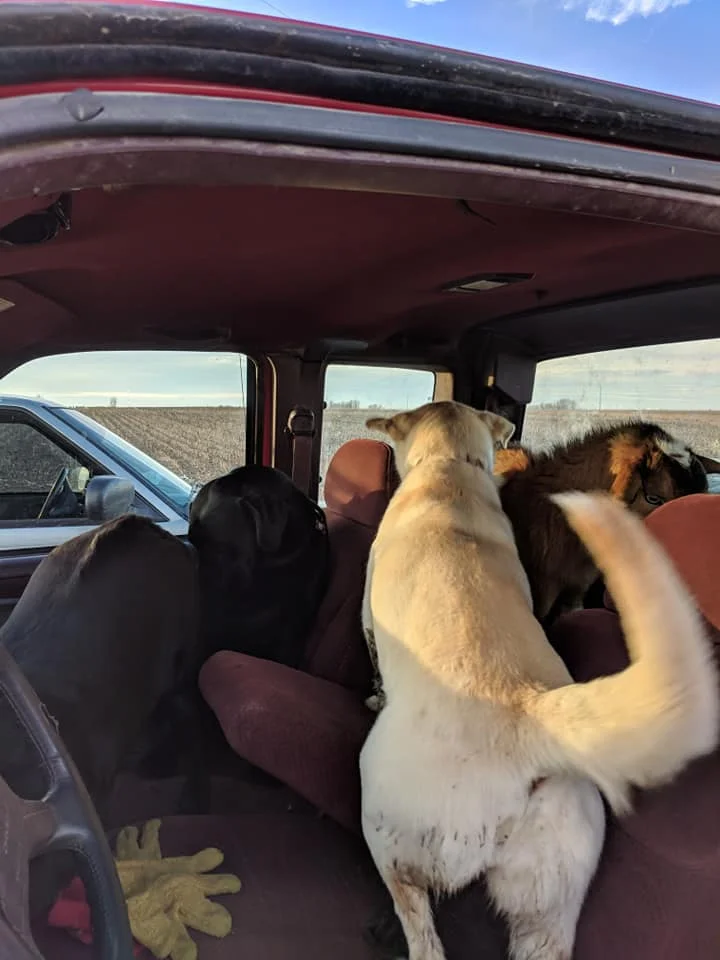 Bo y sus amigos Bo y sus amigos