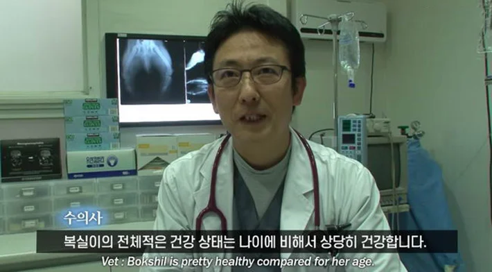 Bokshil en el veterinario