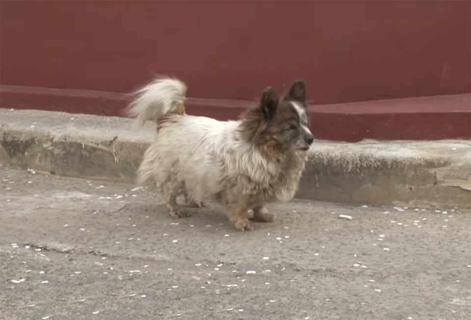 Bokshil espera a su dueño Bokshil espera a su dueño