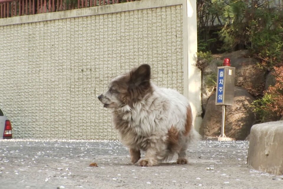 Bokshil esperando