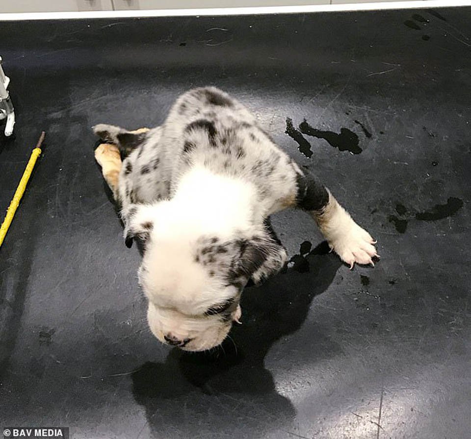 Cachorro paralizado muere después de ser abandonado en un callejón el día de Navidad 4 Cachorro abandonado en navidad