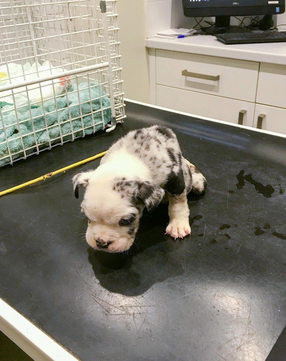 Cachorro paralizado muere después de ser abandonado en un callejón el día de Navidad 5 Cachorro paralizado