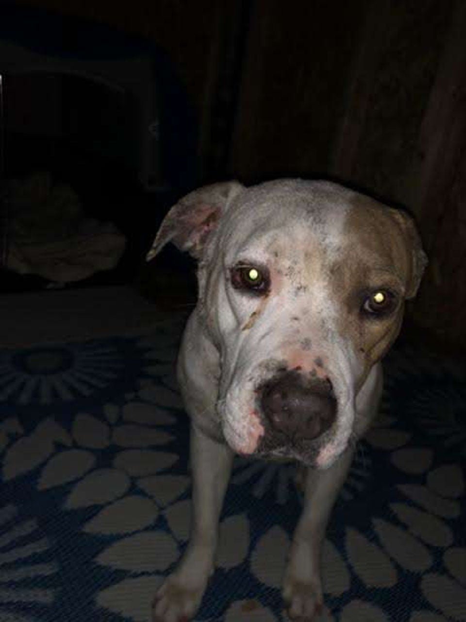 Perrito abandonado en víspera de año nuevo se negaba a dejar su manta 11 Camilla