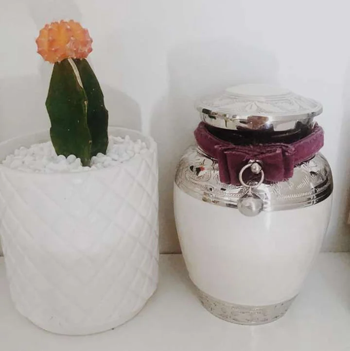 Cenizas de Alesana Cenizas de Alesana