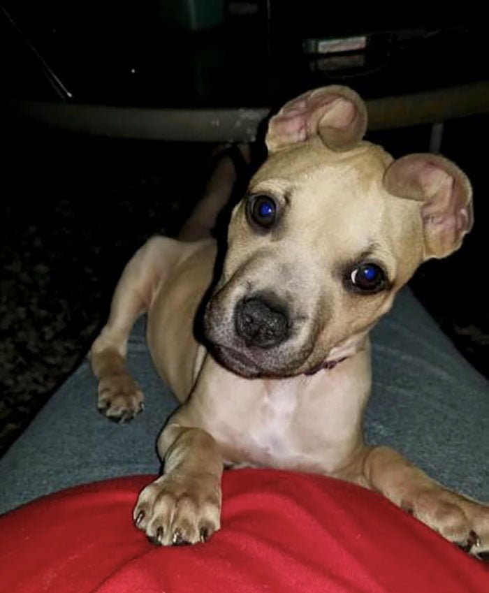 Cinnamon adoptada