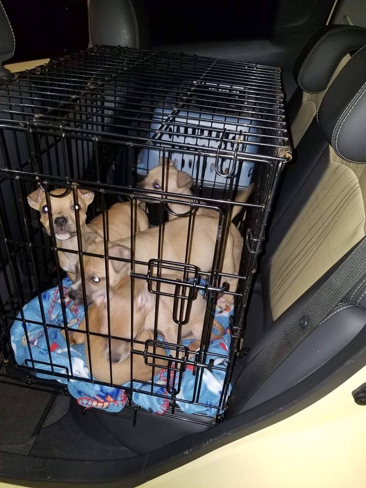 Cinnamon y sus hermanos