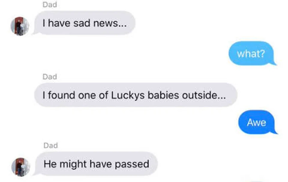 Papá rescata el juguete favorito de su perro que quedó afuera durante la tormenta 3 Conversación de Terry y su hija