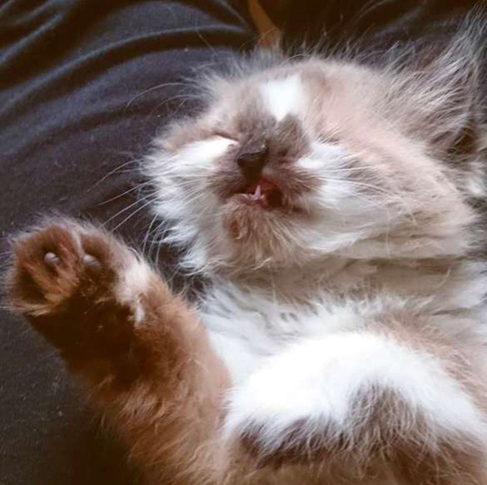 Este dulce gatito iba a ser sacrificado solo porque "se veía diferente" 5 Cricket bebé