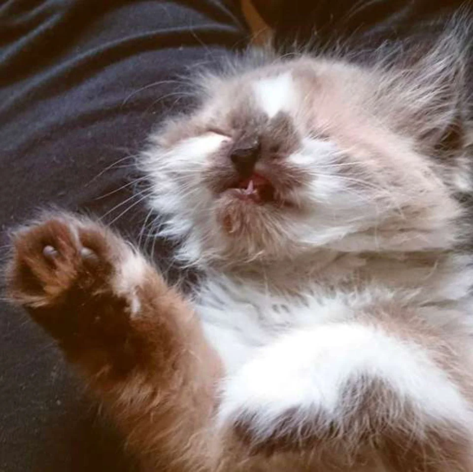 Cricket bebé