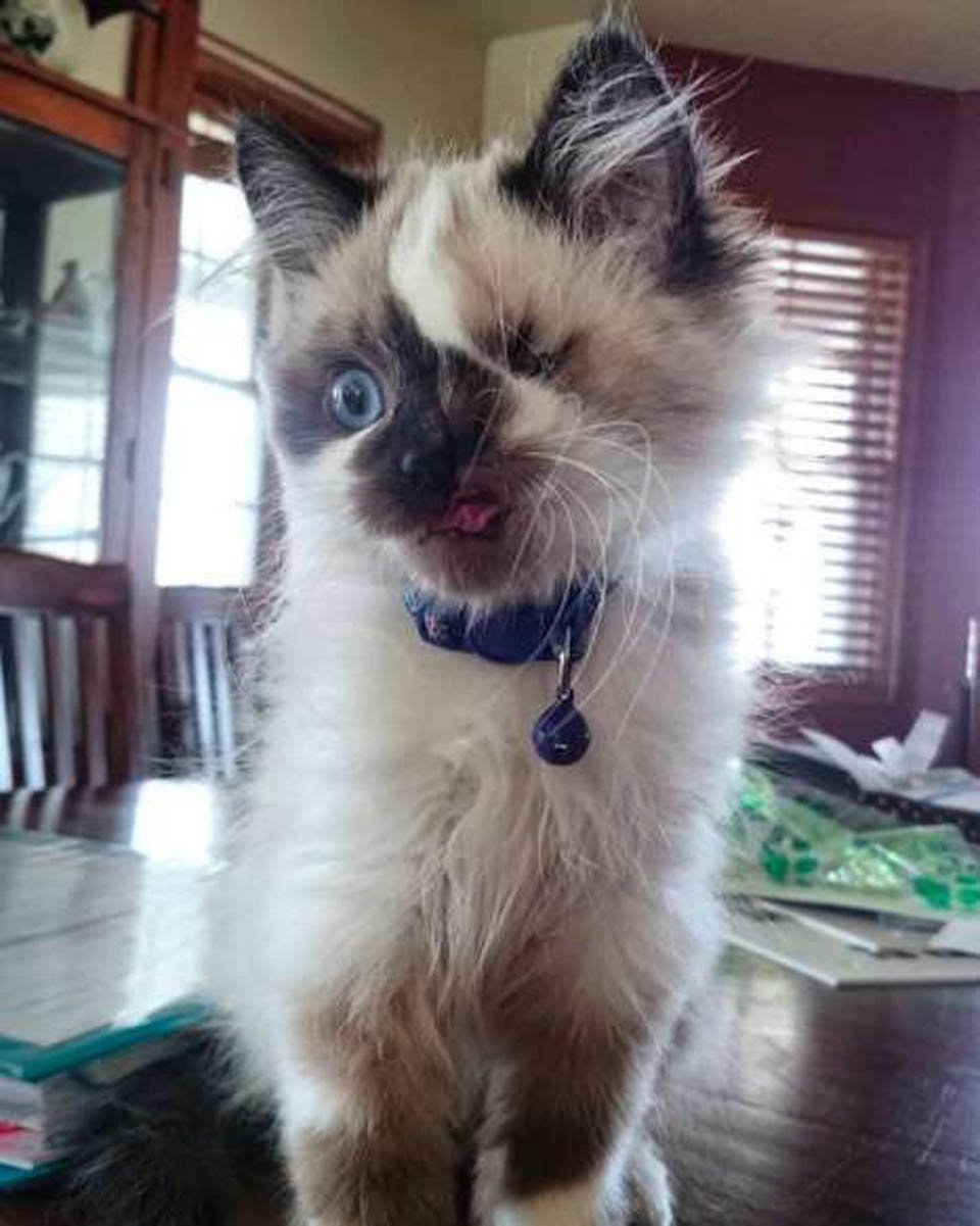 Este dulce gatito iba a ser sacrificado solo porque "se veía diferente" 6 Cricket es adorable
