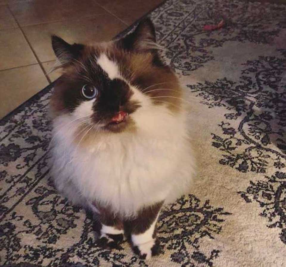 Este dulce gatito iba a ser sacrificado solo porque "se veía diferente" 8 Cricket es hermoso