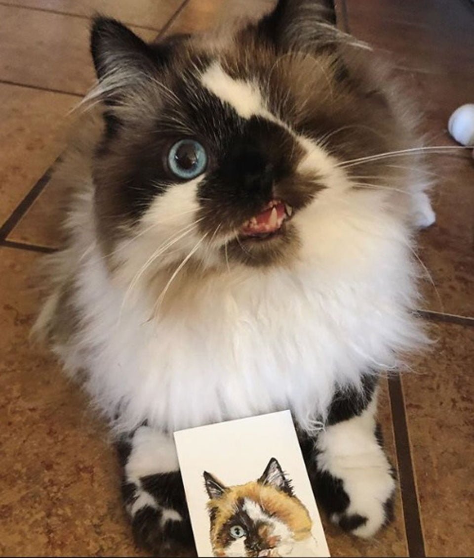 Este dulce gatito iba a ser sacrificado solo porque "se veía diferente" 7 Cricket