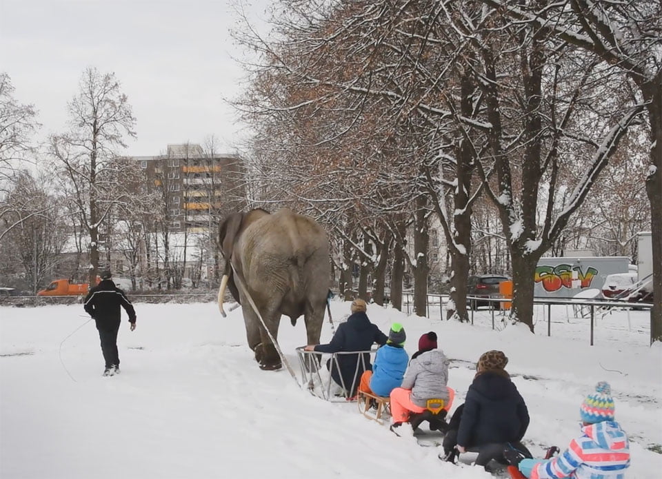 Elefante obligado a pasear niños en trineo Elefante obligado a pasear niños en trineo