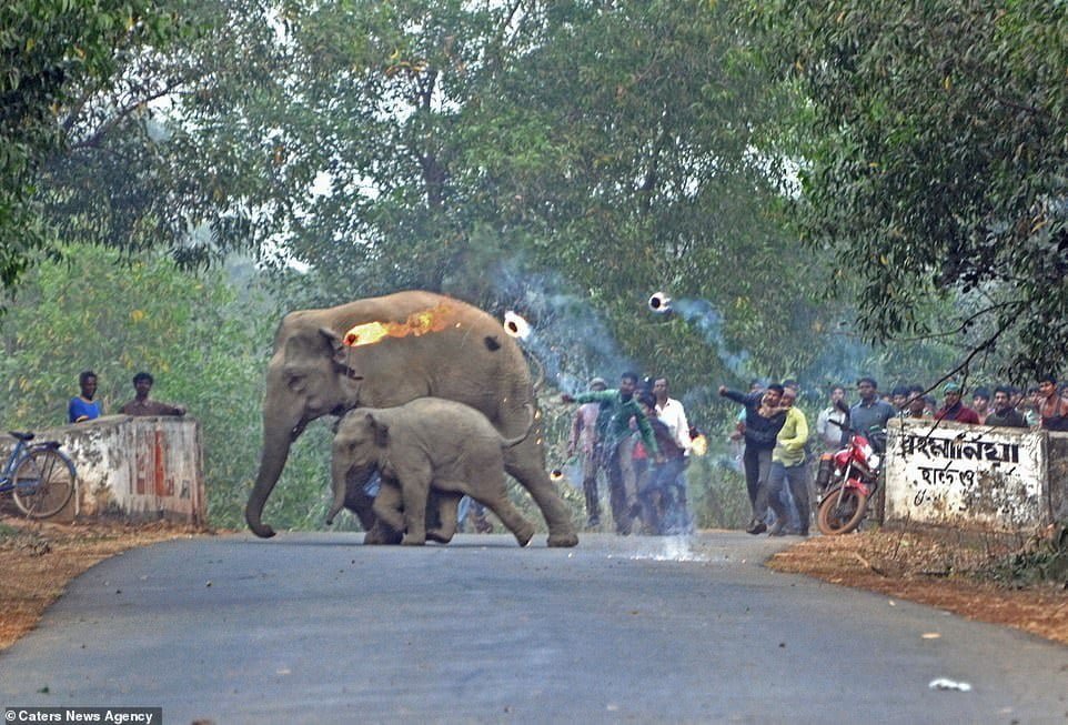 Elefante y su cría perseguidos con bombas de fuego