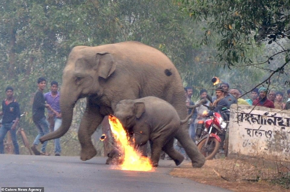 Elefante y su cría