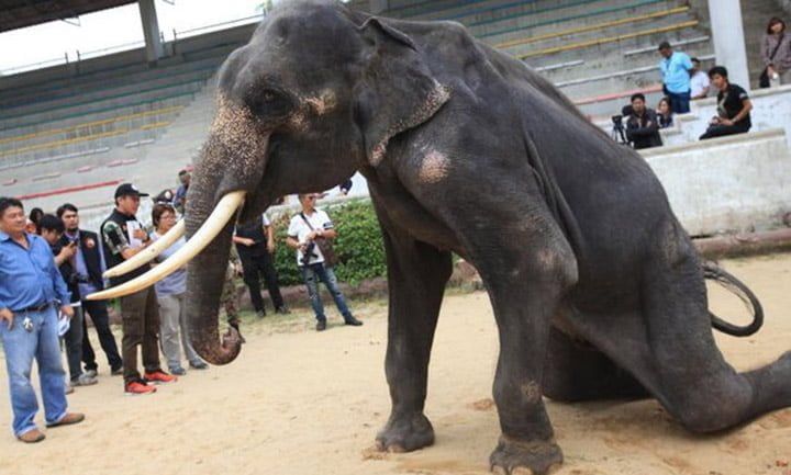 Elefantes esqueléticos son obligados a actuar en zoológico
