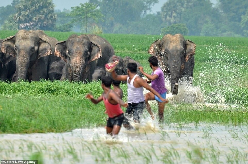 Familia de elefantes persiguen aldeanos