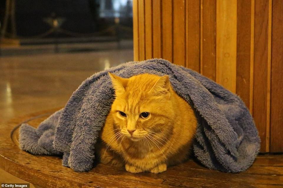 Gatito abrigado