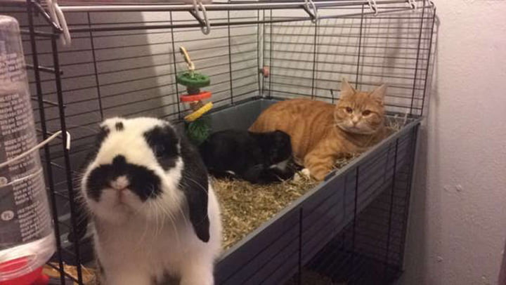 Estos gatos aman tanto a su hermano conejito que insisten en pasar el rato en su casa 1 Gatos aman pasar el rato en el recinto del conejito