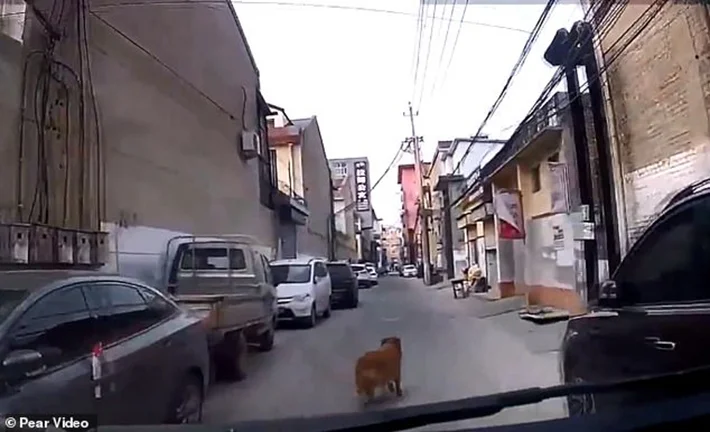 Golden retriever guía ambulancia