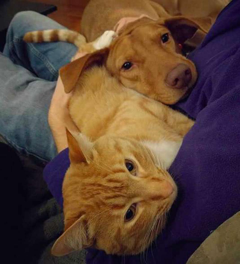 Gatito reconforta a un perro ansioso mientras la familia está ausente 7 Inseparables