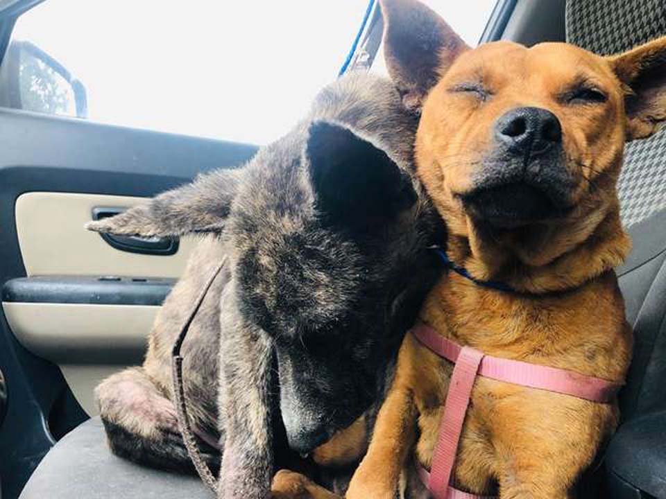 Perros asustados se consuelan mutuamente tras ser abandonados por su familia 10 Inseparables