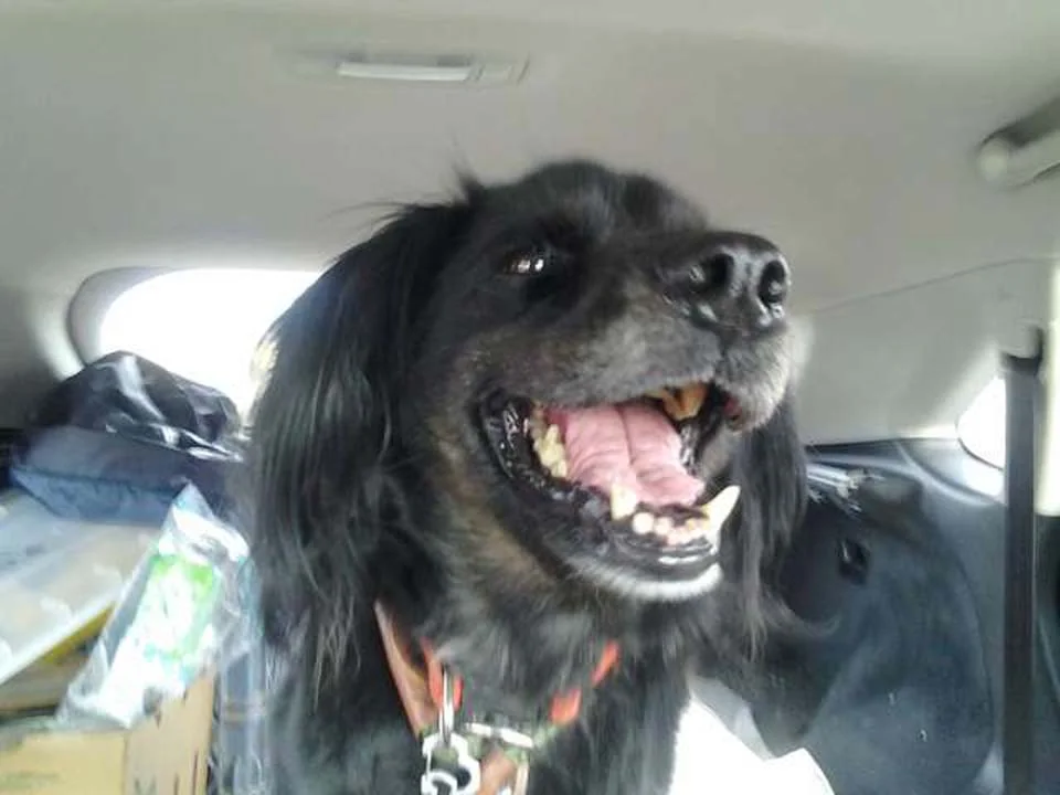 Perrito rescatado de Tailandia lleva tres años esperando a una familia 4 Jessie desea encontrar un hogar