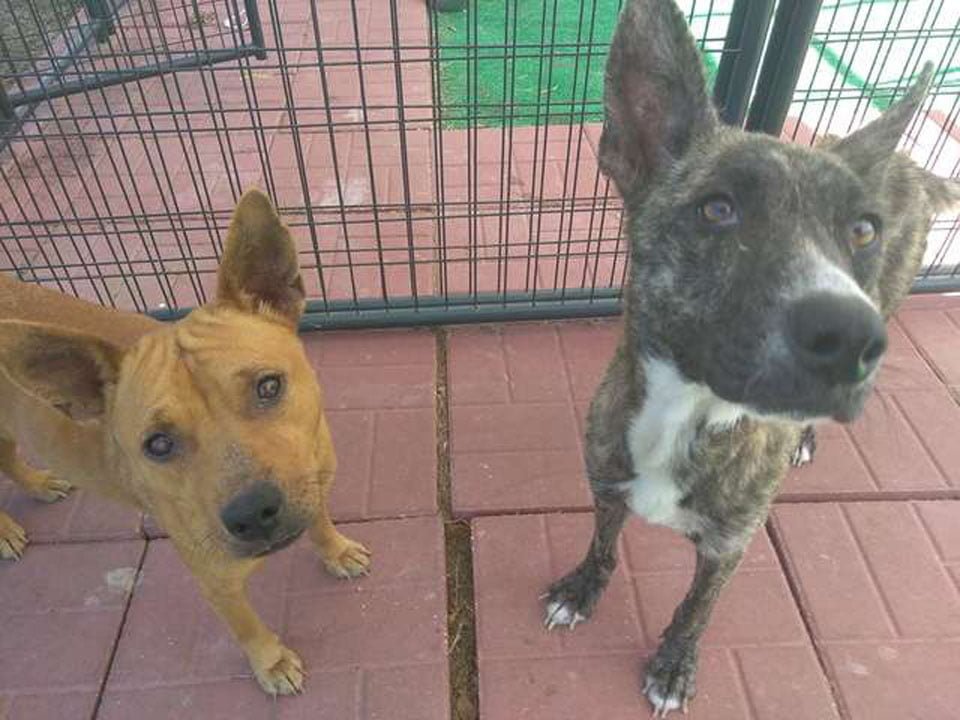 Perros asustados se consuelan mutuamente tras ser abandonados por su familia 12 Juntas por siempre