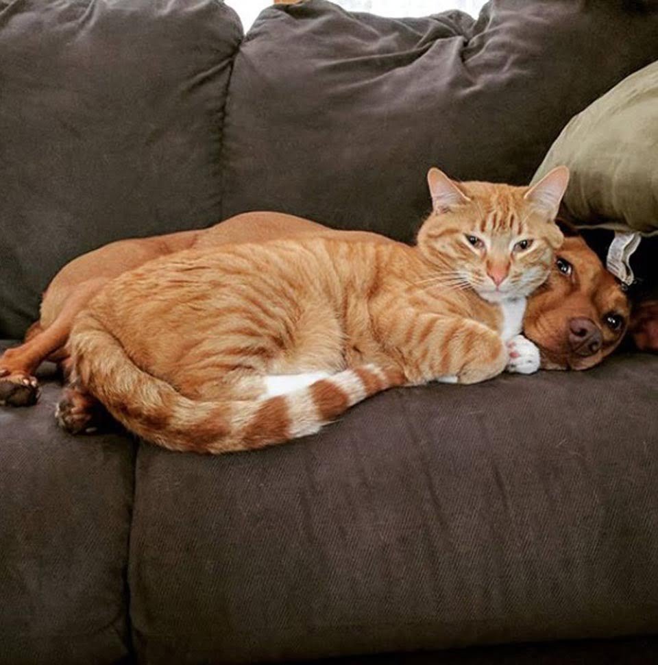Gatito reconforta a un perro ansioso mientras la familia está ausente 6 Kelvin y Joule
