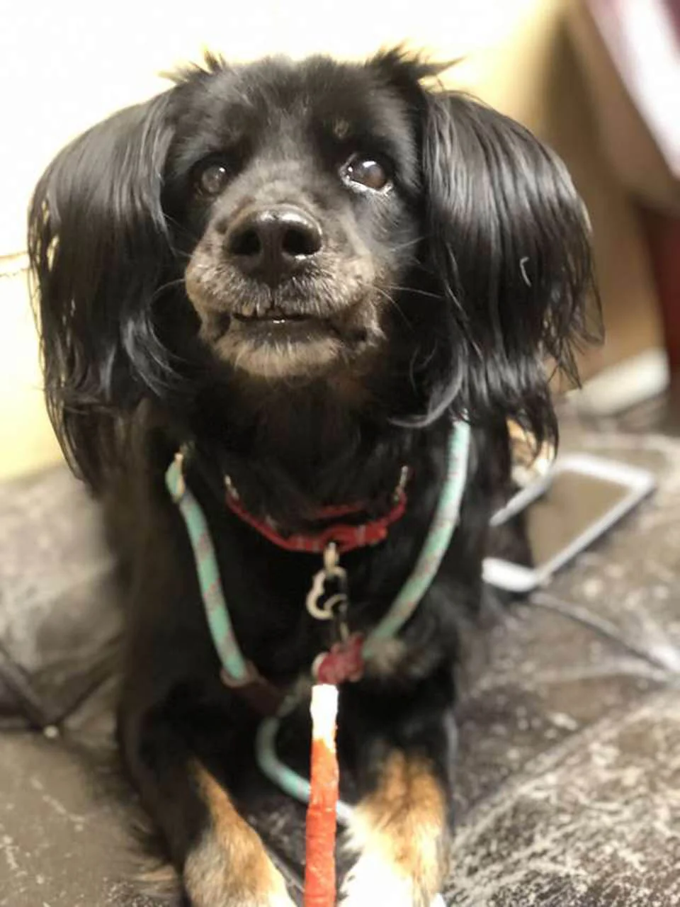 Perrito rescatado de Tailandia lleva tres años esperando a una familia 1 La dulce Jessie