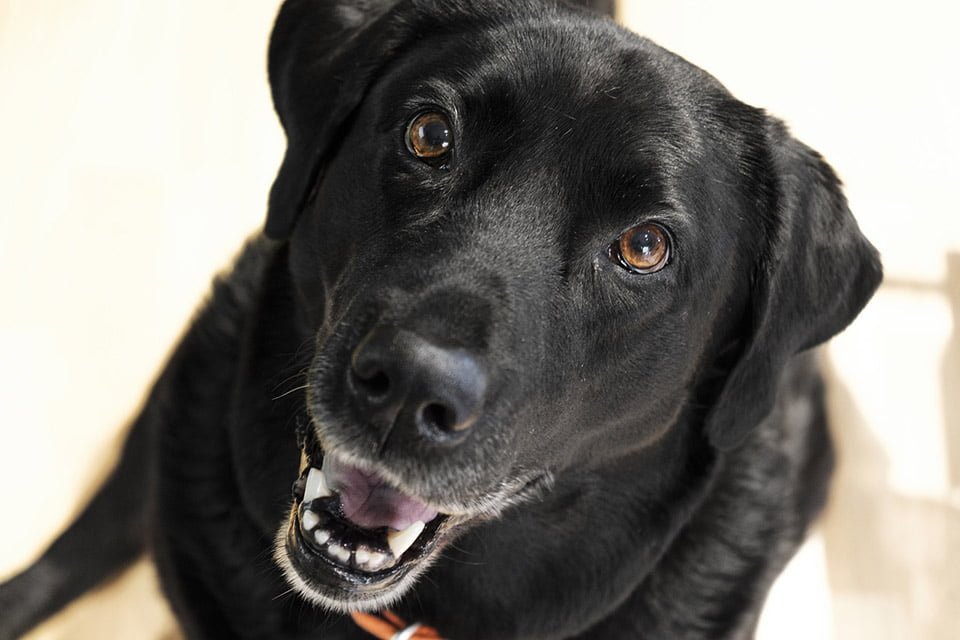 Labrador feliz