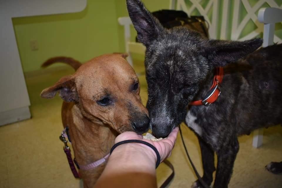 Perros asustados se consuelan mutuamente tras ser abandonados por su familia 9 Laverne y Shirley