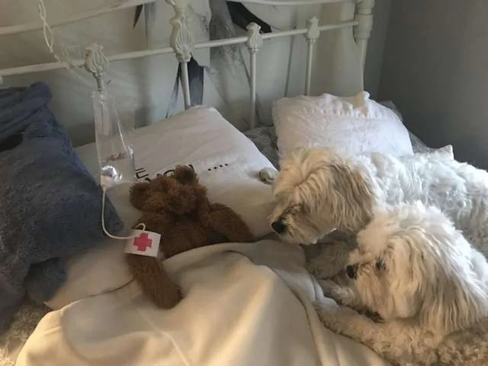 Papá rescata el juguete favorito de su perro que quedó afuera durante la tormenta 6 Lucky y Laci