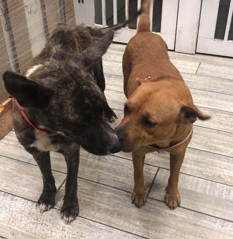 Perros asustados se consuelan mutuamente tras ser abandonados por su familia 8 Madre e hija