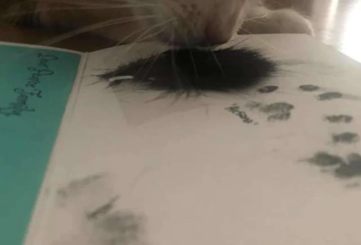 Mechón de pelo de Alesana Mechón de pelo de Alesana