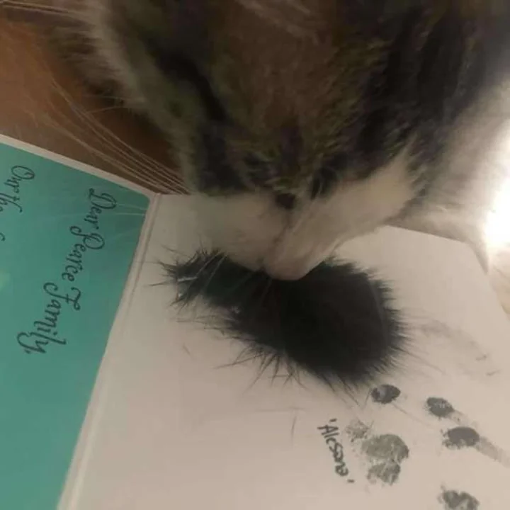 Mechón de pelo Mechón de pelo