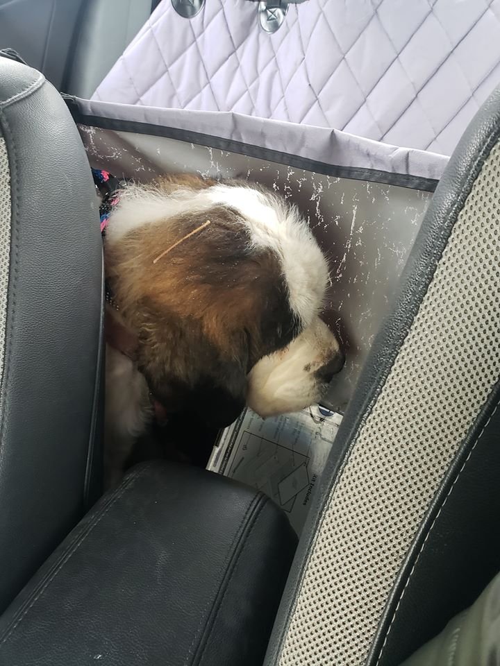 Perro mayor sobrevive por dos semanas solo en la nieve 12 Old Lady en el auto