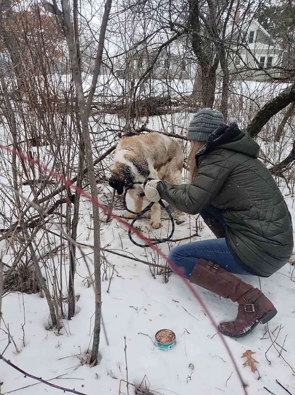 Perro mayor sobrevive por dos semanas solo en la nieve 11 Old Lady en el bosque
