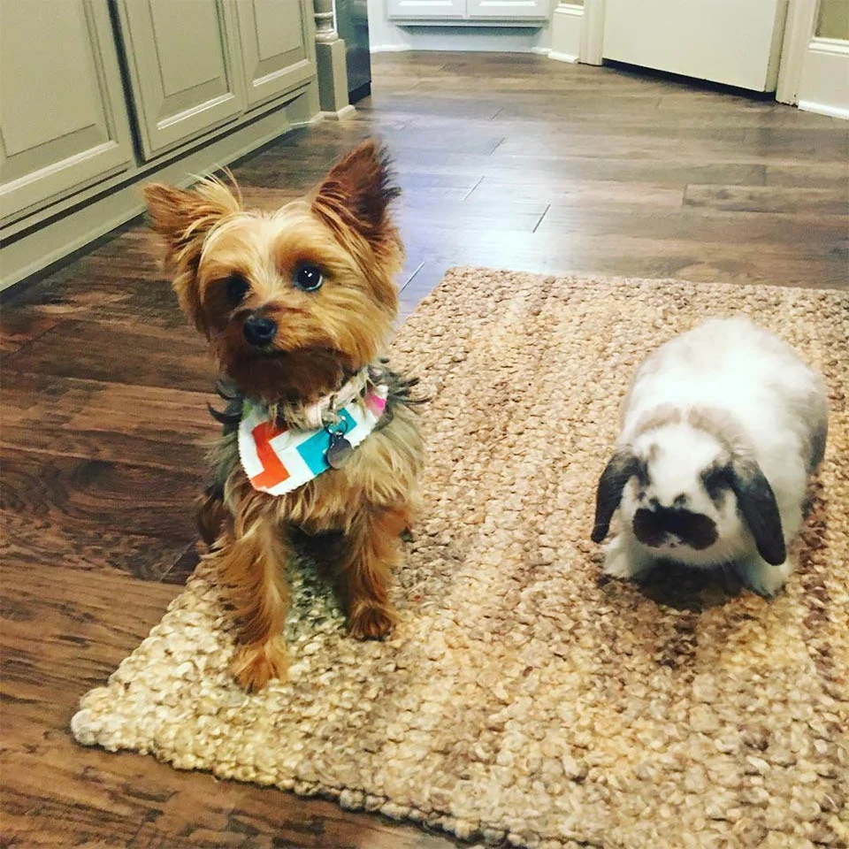 Pepper y el perro Pepper y el perro