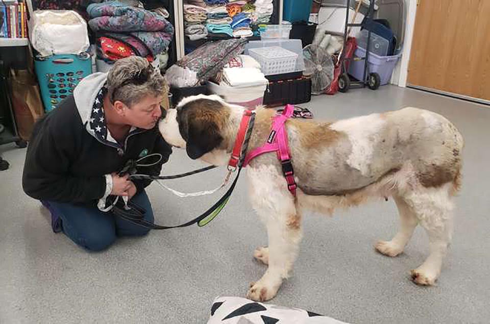 Perro mayor sobrevive por dos semanas solo en la nieve 9 Perra de 10 años
